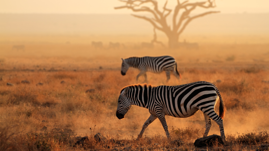 5 days up close with Africa’s incredible wildlife 